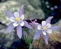 flwrbl_w_120